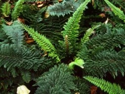 Flaumfeder-Filigranfarn 'Plumosum Densum' -Günstiges Erd Seele Geschäft flaumfeder filigranfarn plumosum densum m076042 w 1