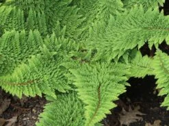 Flaumfeder-Filigranfarn 'Plumosum Densum' -Günstiges Erd Seele Geschäft flaumfeder filigranfarn plumosum densum m076042 w 3