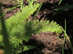 Flaumfeder-Filigranfarn 'Plumosum Densum' -Günstiges Erd Seele Geschäft flaumfeder filigranfarn plumosum densum m076042 w 5