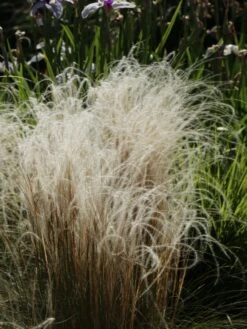 Flausch-Federgras 11 Flausch-Federgras -Günstiges Erd Seele Geschäft flausch federgras m045311 w 0