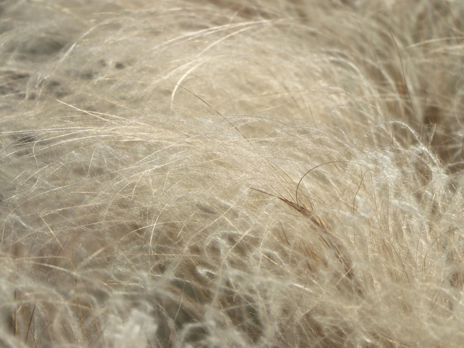 Flausch-Federgras 7 Flausch-Federgras – Bild 5