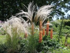 Flausch-Federgras 12 Flausch-Federgras -Günstiges Erd Seele Geschäft flausch federgras m045311 w 2