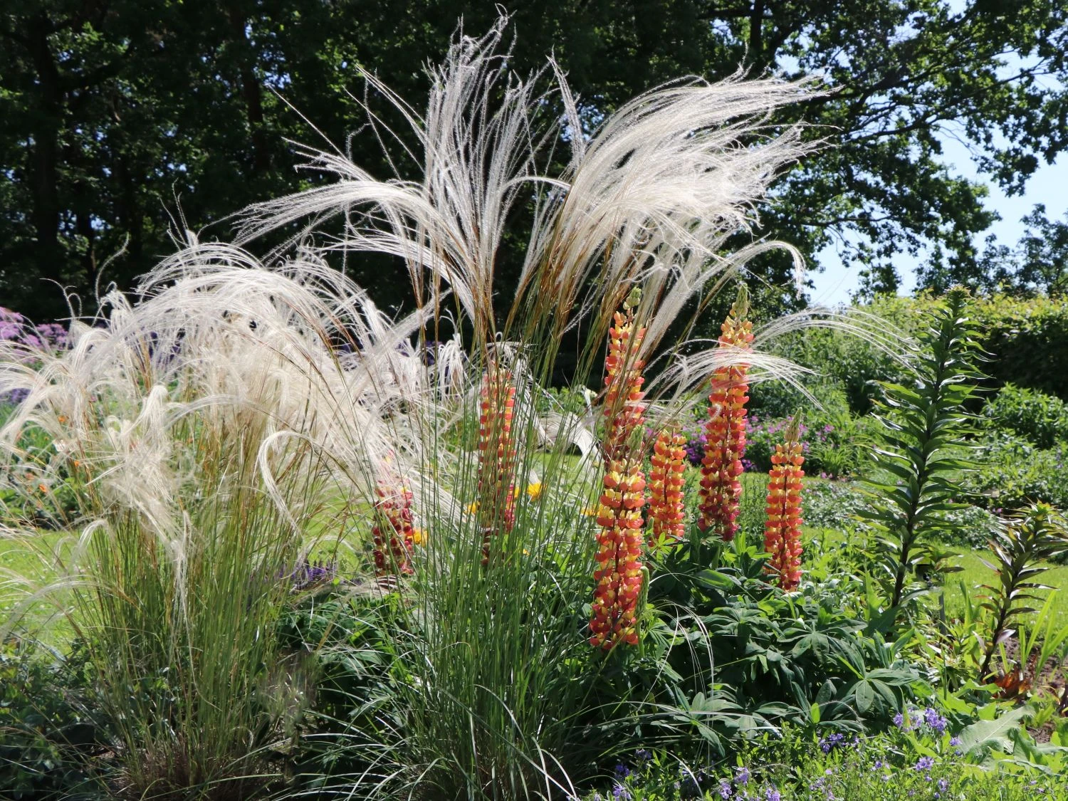 Flausch-Federgras 6 Flausch-Federgras – Bild 4