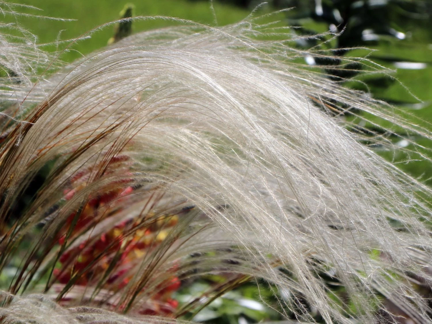 Flausch-Federgras 9 Flausch-Federgras – Bild 7