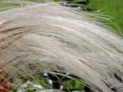 Flausch-Federgras 14 Flausch-Federgras -Günstiges Erd Seele Geschäft flausch federgras m045311 w 4