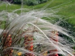 Flausch-Federgras 10 Flausch-Federgras -Günstiges Erd Seele Geschäft flausch federgras m045311 w 5