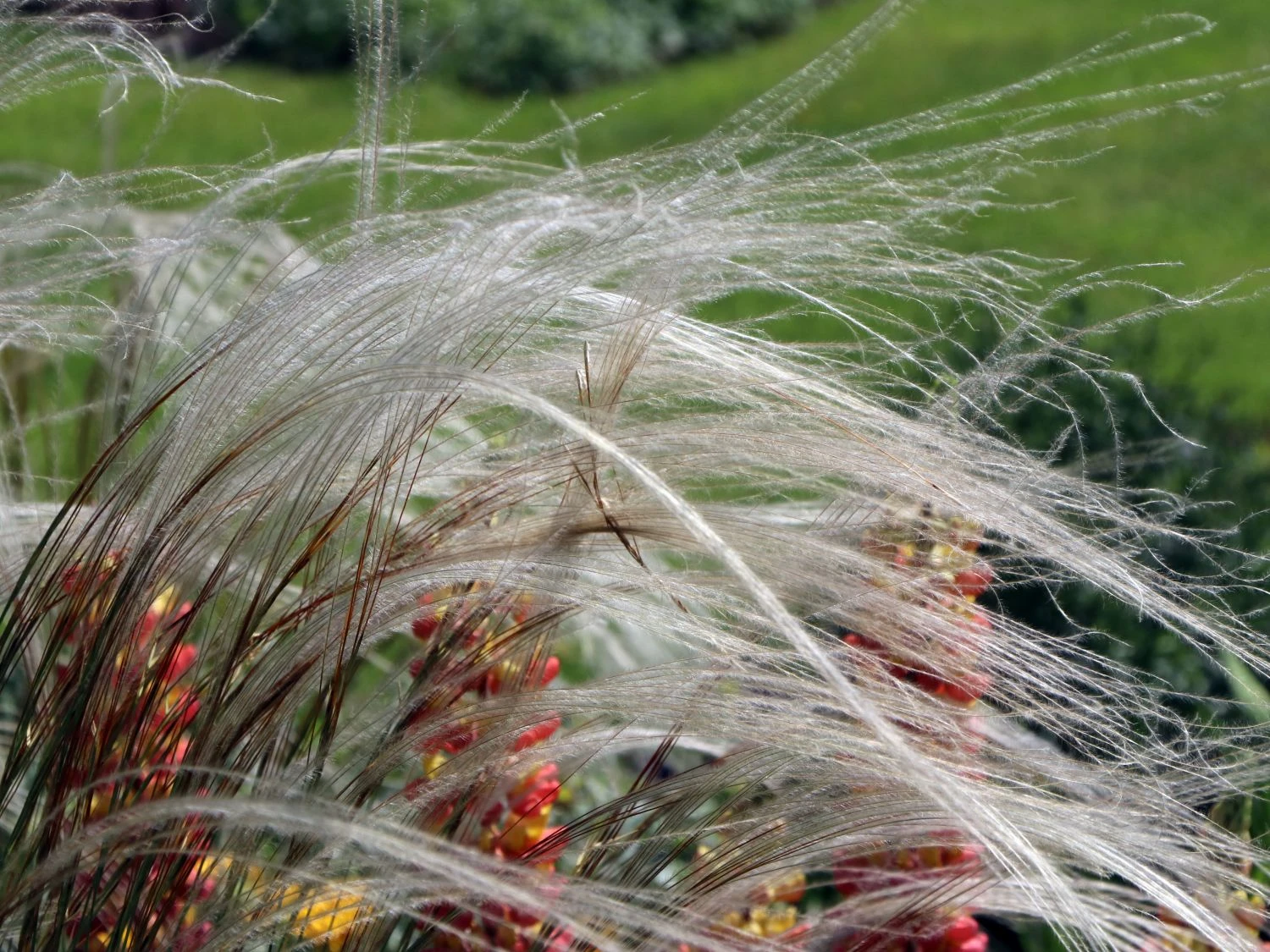 Flausch-Federgras 4 Flausch-Federgras – Bild 2