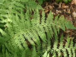Rotstieliger Frauenfarn 'Lady In Red'