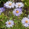 Frikarts Aster 'Wunder Von Stäfa' -Günstiges Erd Seele Geschäft frikarts aster wunder von staefa m076967 h 0