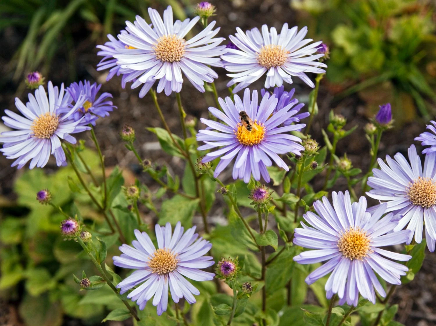 Frikarts Aster 'Wunder Von Stäfa' 3 Frikarts Aster 'Wunder Von Stäfa'