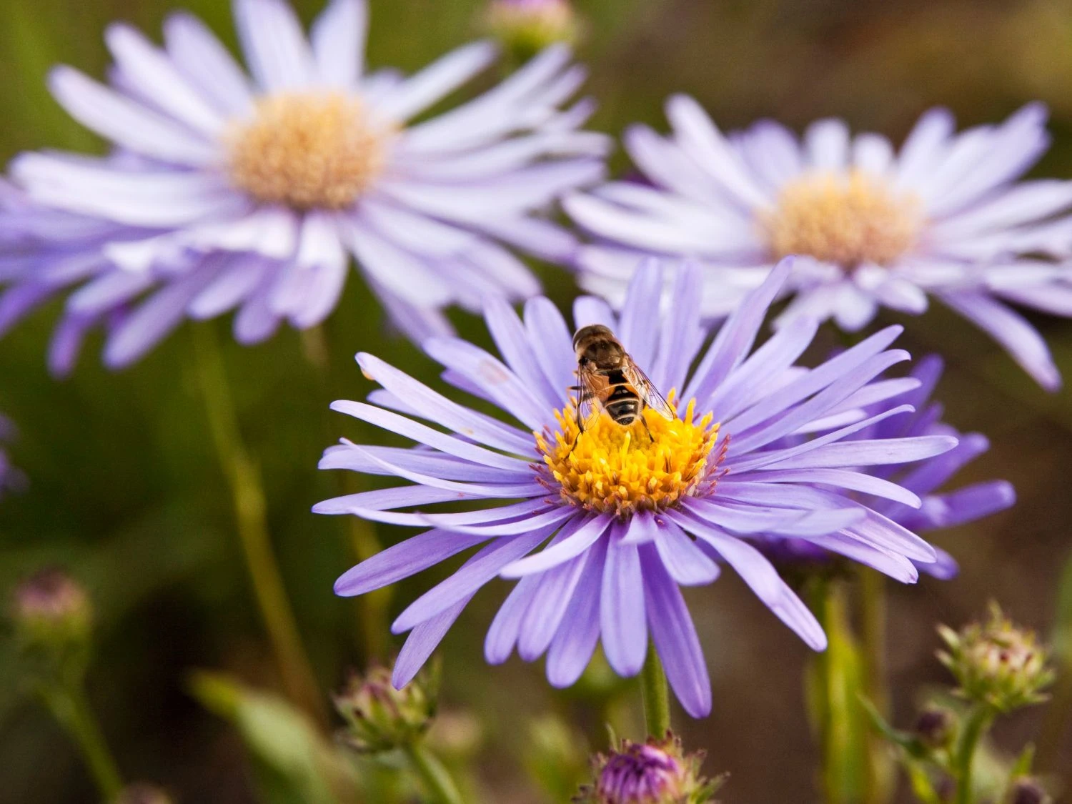 Frikarts Aster 'Wunder Von Stäfa' 8 Frikarts Aster 'Wunder Von Stäfa' – Bild 6