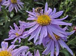 Frikarts Aster 'Wunder Von Stäfa' 17 Frikarts Aster 'Wunder Von Stäfa' -Günstiges Erd Seele Geschäft frikarts aster wunder von staefa m076967 w 1