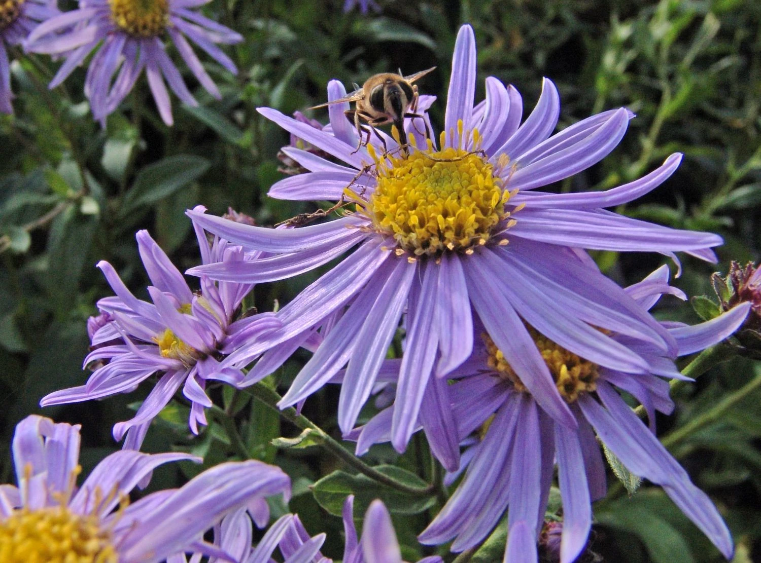 Frikarts Aster 'Wunder Von Stäfa' 10 Frikarts Aster 'Wunder Von Stäfa' – Bild 8