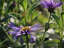 Frikarts Aster 'Wunder Von Stäfa' 12 Frikarts Aster 'Wunder Von Stäfa' -Günstiges Erd Seele Geschäft frikarts aster wunder von staefa m076967 w 2