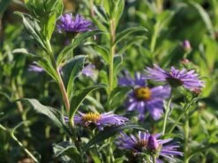 Frikarts Aster 'Wunder Von Stäfa' 11 Frikarts Aster 'Wunder Von Stäfa' -Günstiges Erd Seele Geschäft frikarts aster wunder von staefa m076967 w 3