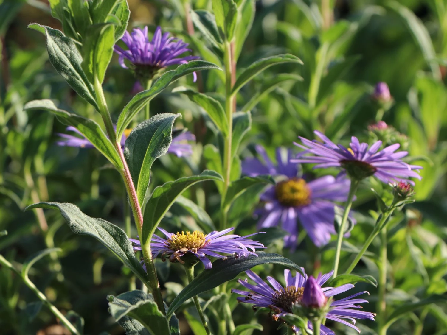 Frikarts Aster 'Wunder Von Stäfa' 4 Frikarts Aster 'Wunder Von Stäfa' – Bild 2
