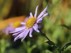 Frikarts Aster 'Wunder Von Stäfa' 16 Frikarts Aster 'Wunder Von Stäfa' -Günstiges Erd Seele Geschäft frikarts aster wunder von staefa m076967 w 4