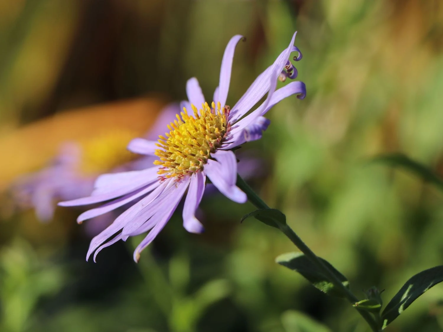 Frikarts Aster 'Wunder Von Stäfa' 9 Frikarts Aster 'Wunder Von Stäfa' – Bild 7