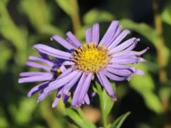 Frikarts Aster 'Wunder Von Stäfa' 13 Frikarts Aster 'Wunder Von Stäfa' -Günstiges Erd Seele Geschäft frikarts aster wunder von staefa m076967 w 5