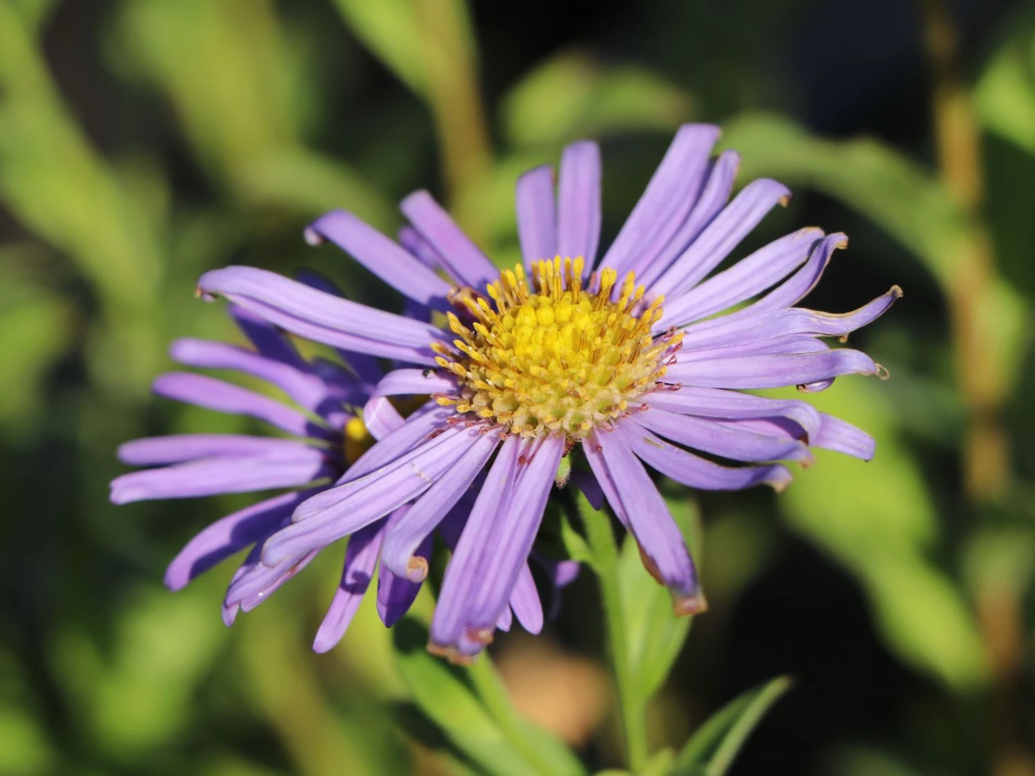 Frikarts Aster 'Wunder Von Stäfa' 6 Frikarts Aster 'Wunder Von Stäfa' – Bild 4