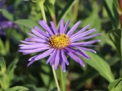 Frikarts Aster 'Wunder Von Stäfa' 14 Frikarts Aster 'Wunder Von Stäfa' -Günstiges Erd Seele Geschäft frikarts aster wunder von staefa m076967 w 6