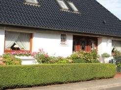 Becher-Eibe 'Hicksii'