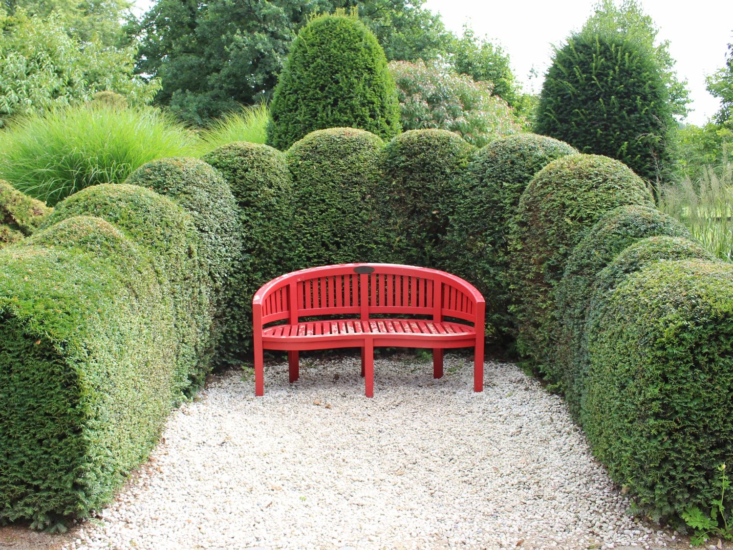 Becher-Eibe 'Hicksii' 5 Becher-Eibe 'Hicksii' – Bild 3