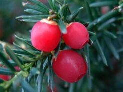 Becher-Eibe 'Hicksii' 9 Becher-Eibe 'Hicksii' -Günstiges Erd Seele Geschäft fruchtende bechereibe hicksii m053975 w 0