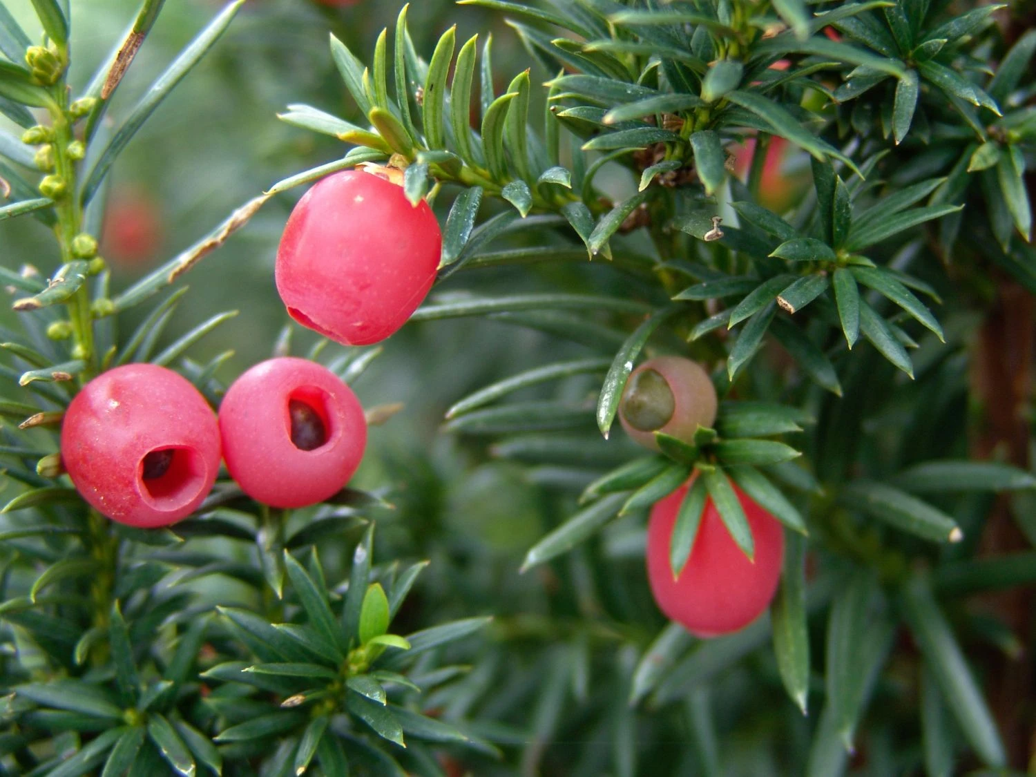 Becher-Eibe 'Hicksii' 4 Becher-Eibe 'Hicksii' – Bild 2