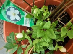 Frühblühende Garten Christrose 'Praecox' -Günstiges Erd Seele Geschäft fruehbluehende garten christrose praecox m058785 1170683 0