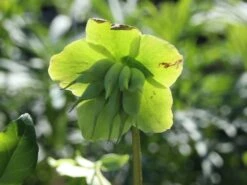 Frühblühende Garten Christrose 'Praecox' -Günstiges Erd Seele Geschäft fruehbluehende garten christrose praecox m058785 w 3