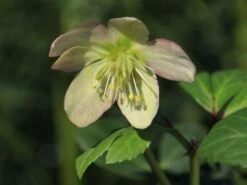 Frühblühende Garten Christrose 'Praecox' -Günstiges Erd Seele Geschäft fruehbluehende garten christrose praecox m058785 w 4