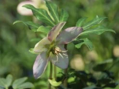 Frühblühende Garten Christrose 'Praecox' -Günstiges Erd Seele Geschäft fruehbluehende garten christrose praecox m058785 w 5
