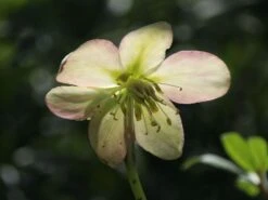 Frühblühende Garten Christrose 'Praecox' -Günstiges Erd Seele Geschäft fruehbluehende garten christrose praecox m058785 w 6