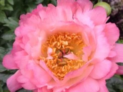 Frühblühende Pfingstrose 'Coral Sunset' 21 Frühblühende Pfingstrose 'Coral Sunset' -Günstiges Erd Seele Geschäft fruehbluehende pfingstrose coral sunset m059825 806690 0