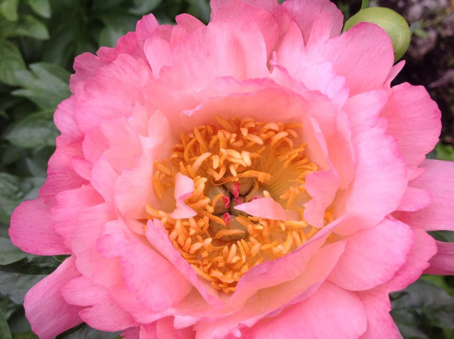 Frühblühende Pfingstrose 'Coral Sunset' 12 Frühblühende Pfingstrose 'Coral Sunset' – Bild 10