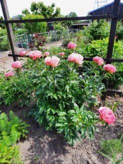 Frühblühende Pfingstrose 'Coral Sunset' 20 Frühblühende Pfingstrose 'Coral Sunset' -Günstiges Erd Seele Geschäft fruehbluehende pfingstrose coral sunset m059825 936928 0