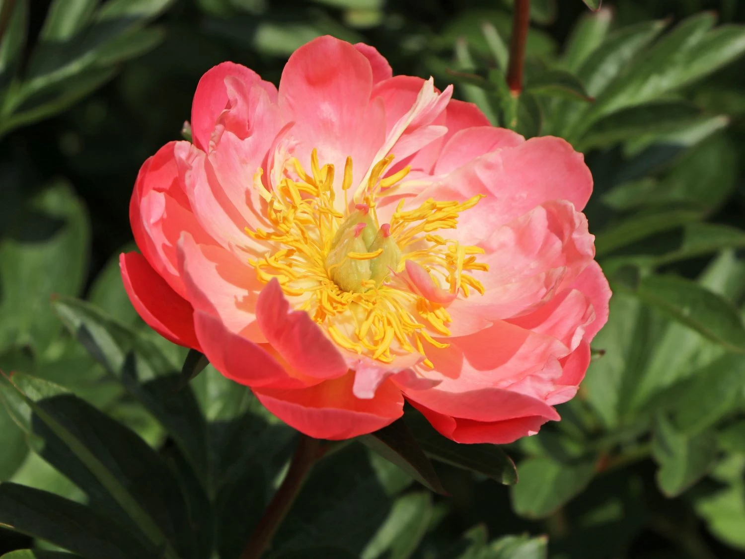 Frühblühende Pfingstrose 'Coral Sunset' 4 Frühblühende Pfingstrose 'Coral Sunset' – Bild 2