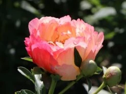 Frühblühende Pfingstrose 'Coral Sunset' 14 Frühblühende Pfingstrose 'Coral Sunset' -Günstiges Erd Seele Geschäft fruehbluehende pfingstrose coral sunset m059825 w 1