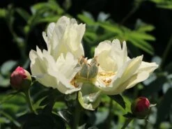 Frühblühende Pfingstrose 'Coral Sunset' 17 Frühblühende Pfingstrose 'Coral Sunset' -Günstiges Erd Seele Geschäft fruehbluehende pfingstrose coral sunset m059825 w 2