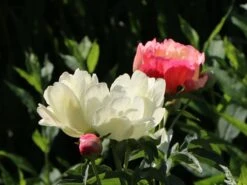 Frühblühende Pfingstrose 'Coral Sunset' 16 Frühblühende Pfingstrose 'Coral Sunset' -Günstiges Erd Seele Geschäft fruehbluehende pfingstrose coral sunset m059825 w 3