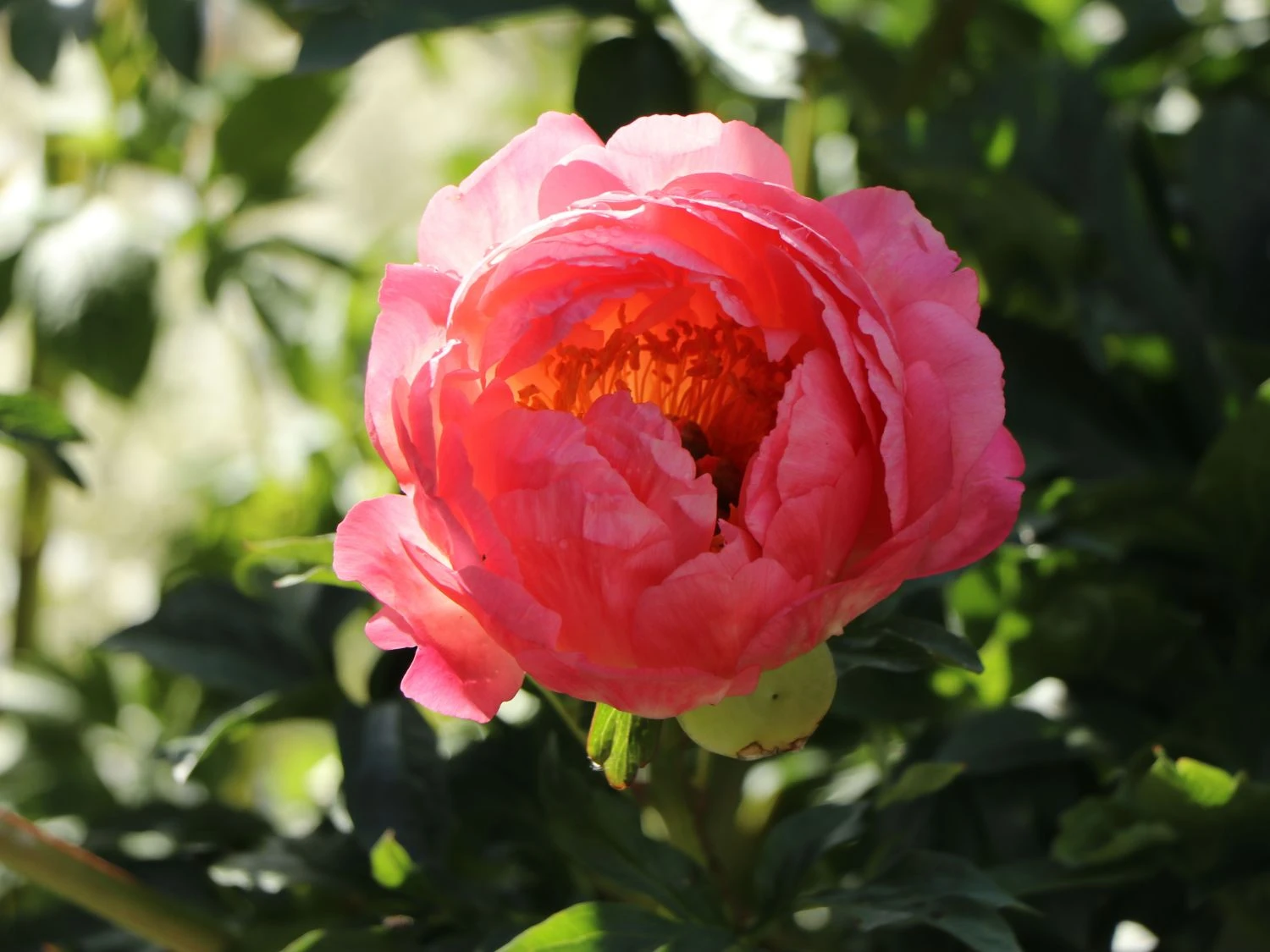 Frühblühende Pfingstrose 'Coral Sunset' 10 Frühblühende Pfingstrose 'Coral Sunset' – Bild 8