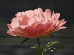 Frühblühende Pfingstrose 'Coral Sunset' 18 Frühblühende Pfingstrose 'Coral Sunset' -Günstiges Erd Seele Geschäft fruehbluehende pfingstrose coral sunset m059825 w 5