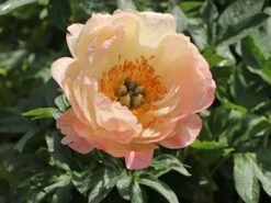 Frühblühende Pfingstrose 'Coral Sunset' 15 Frühblühende Pfingstrose 'Coral Sunset' -Günstiges Erd Seele Geschäft fruehbluehende pfingstrose coral sunset m059825 w 6