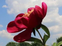 Frühblühende Pfingstrose 'Nippon Beauty' -Günstiges Erd Seele Geschäft fruehbluehende pfingstrose nippon beauty m098367 w 0