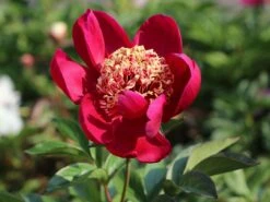 Frühblühende Pfingstrose 'Nippon Beauty' -Günstiges Erd Seele Geschäft fruehbluehende pfingstrose nippon beauty m098367 w 3