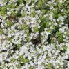 Frühblühender Thymian 'Albiflorus' -Günstiges Erd Seele Geschäft fruehbluehender thymian albiflorus m060633 h 0