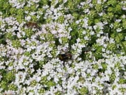 Frühblühender Thymian 'Albiflorus'