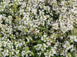 Frühblühender Thymian 'Albiflorus' -Günstiges Erd Seele Geschäft fruehbluehender thymian albiflorus m060633 w 0