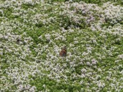 Frühblühender Thymian 'Albiflorus' -Günstiges Erd Seele Geschäft fruehbluehender thymian albiflorus m060633 w 2